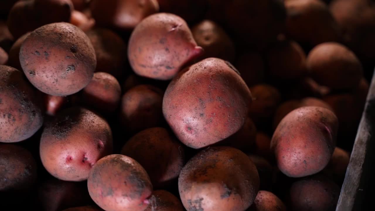 地窖里的红土豆特写，动作流畅。冬天仓库里高热量蔬菜的库存。视频素材