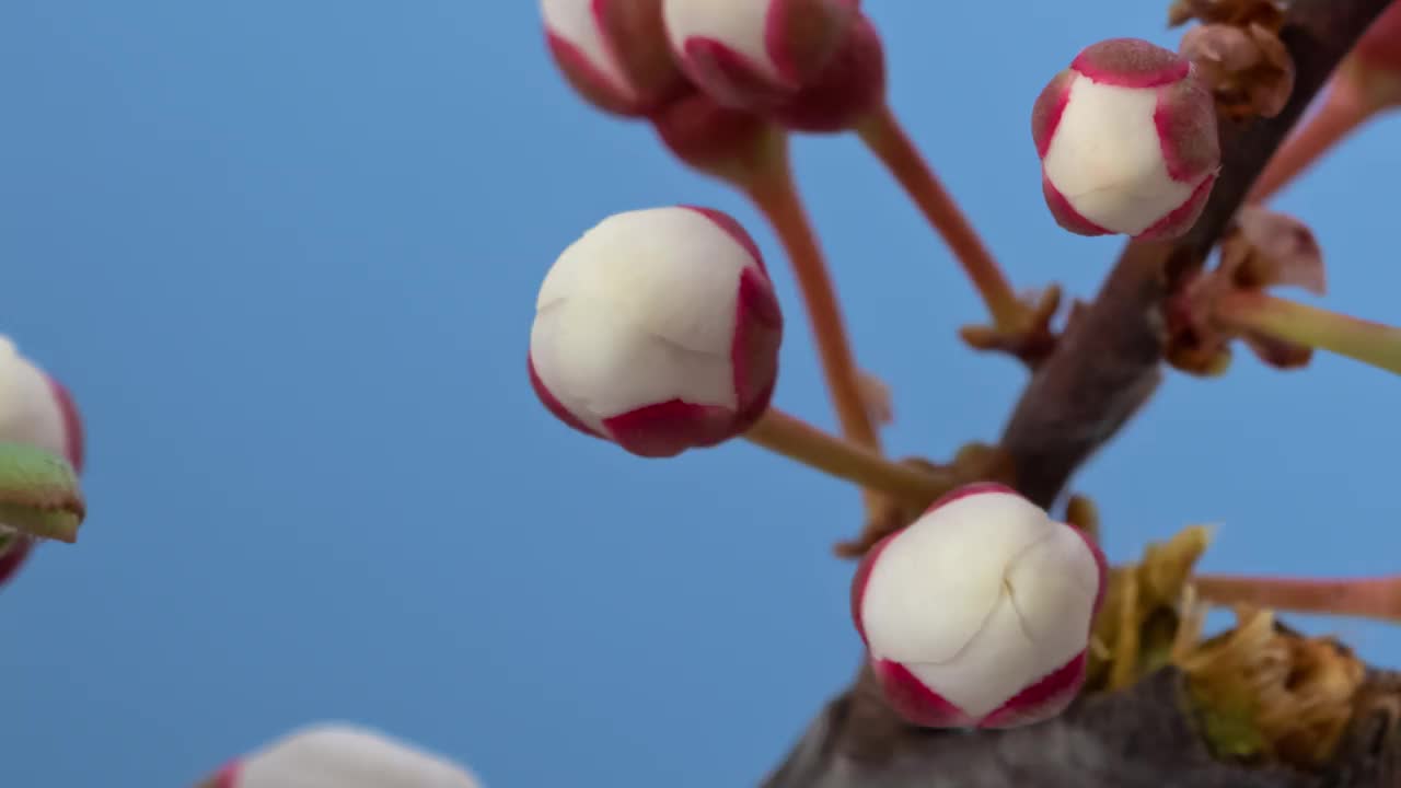 微距延时杏树花盛开在蓝屏特写视频下载