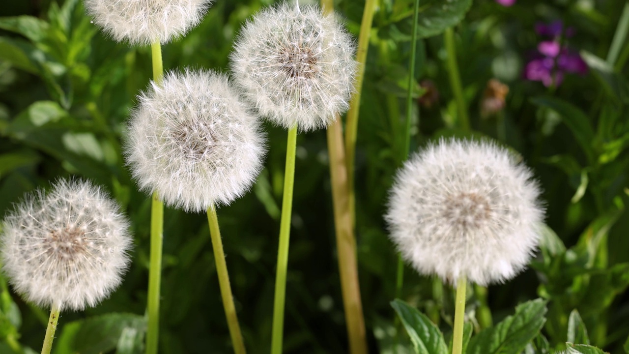 蒲公英在草地自然背景上的慢镜头视频下载