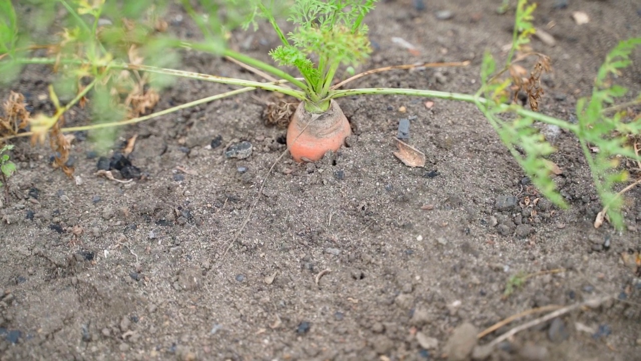 大胡萝卜生长在土壤特写。镜头移动流畅视频素材