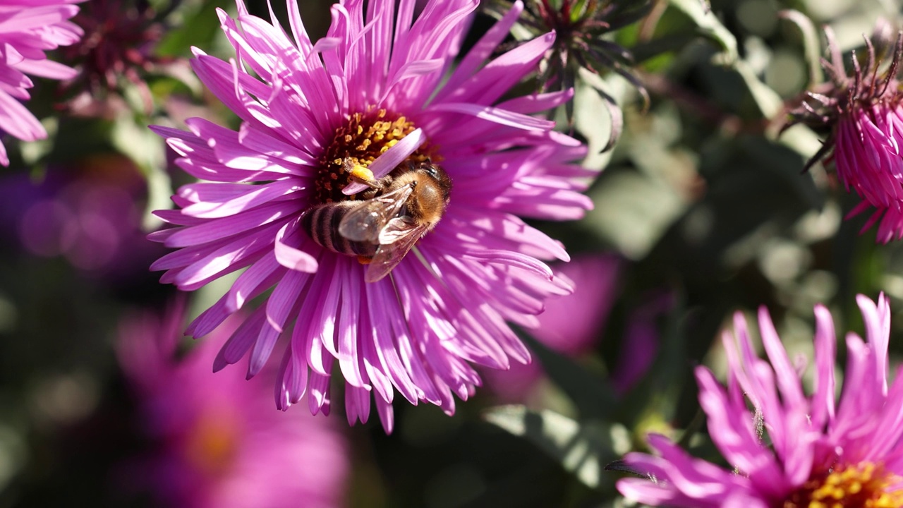 蜜蜂正在吃紫丁香紫菀花视频下载