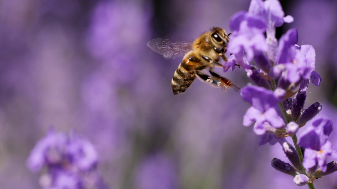 蜜蜂采集花蜜，飞在薰衣草花上视频下载