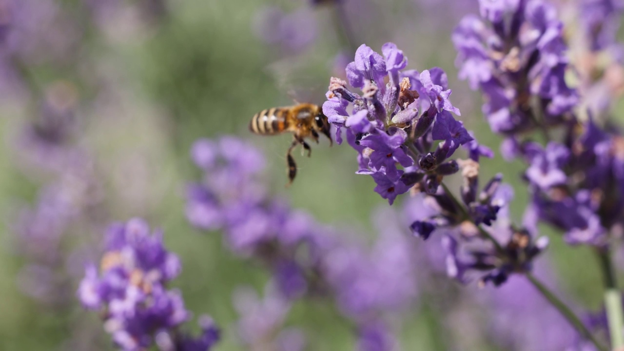 蜜蜂采集花蜜，飞在薰衣草花上视频下载