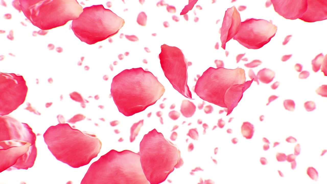 玫瑰花瓣在风中飞舞的慢动作循环3d动画。美丽的粉红色花瓣上升孤立的白色背景无缝。视频下载