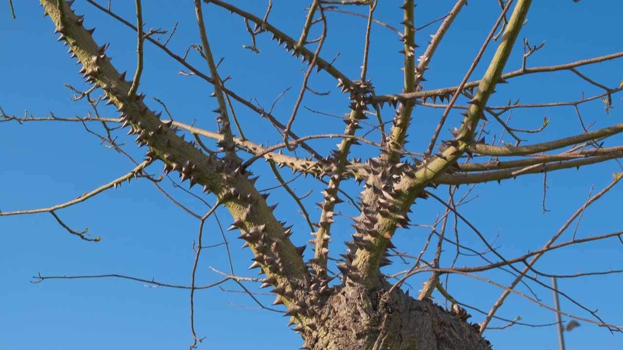一棵多刺的树光秃秃的树枝映衬着蓝天。视频下载