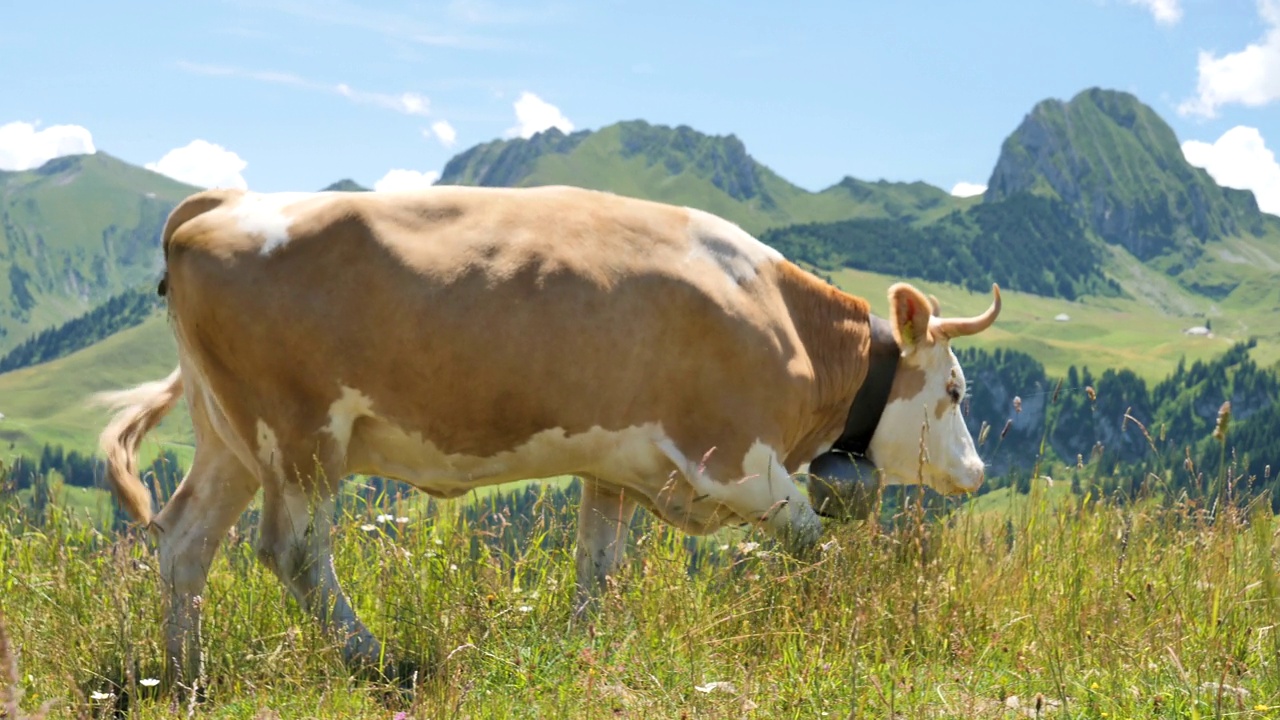 牛牧场在草地上，阿尔卑斯山脉背景视频素材