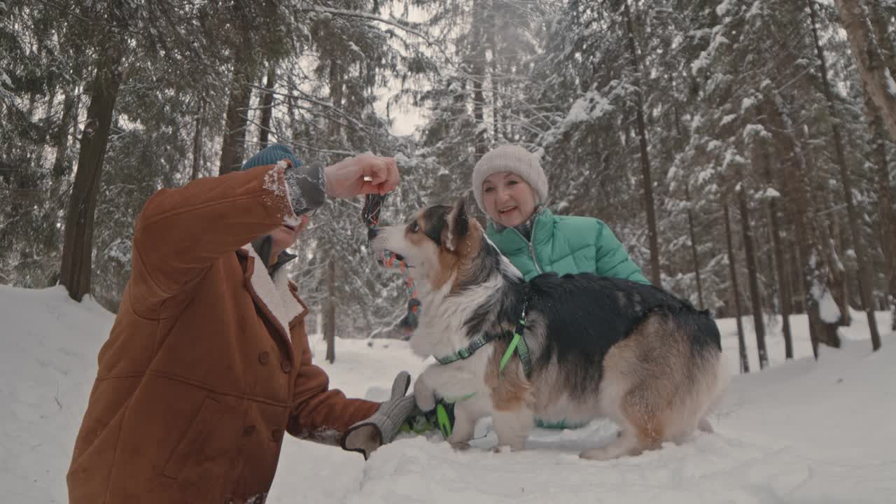 老年夫妇在冬季森林里和柯基玩耍视频下载