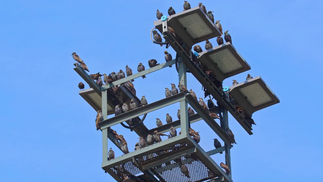 一群野鸟栖息在城市电线杆上视频素材