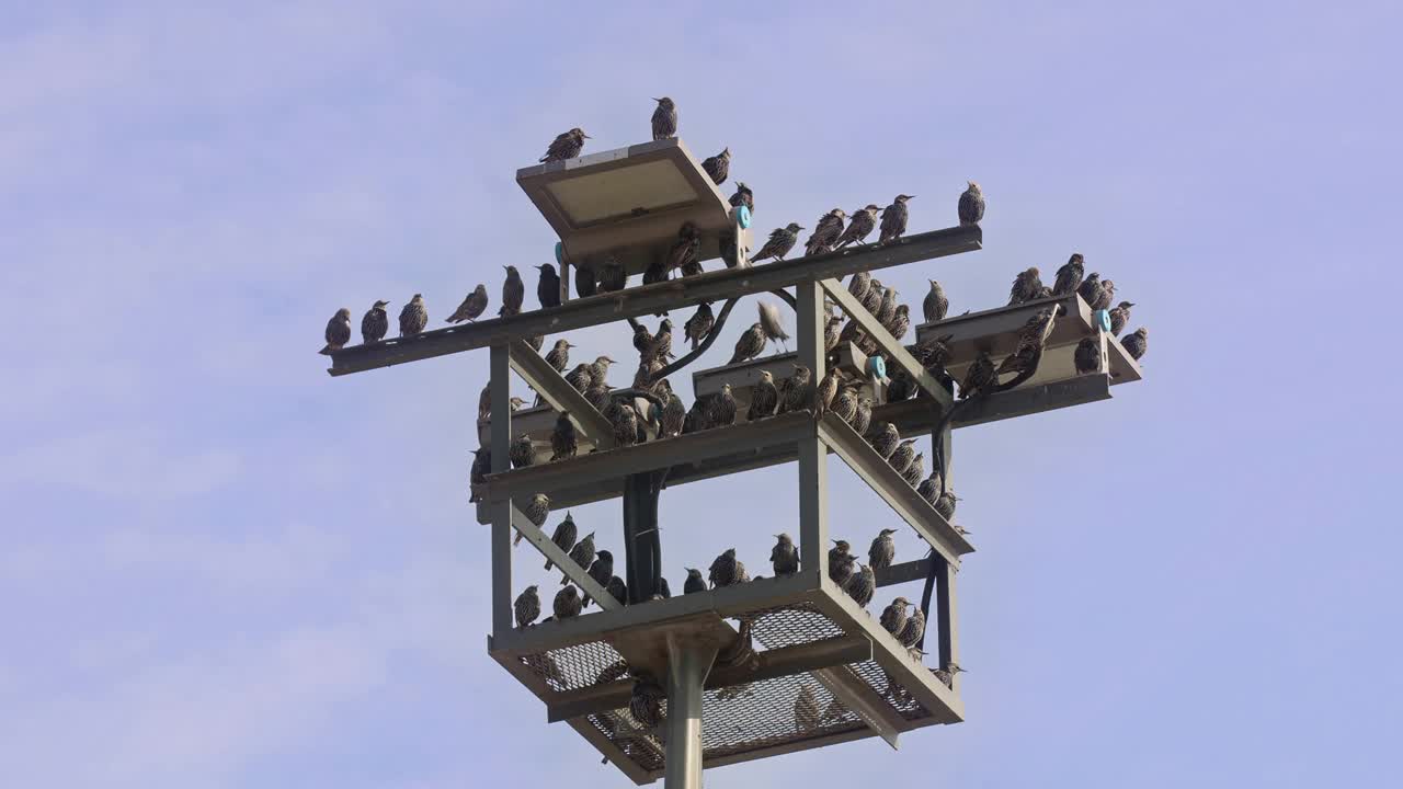 一群野鸟栖息在城市电线杆上视频素材