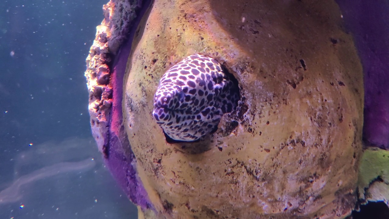 海鳗，裸胸视频下载