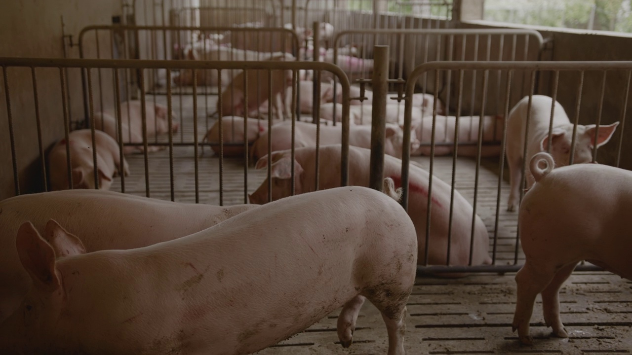 手持的，现代猪圈里一大群猪的慢镜头视频素材