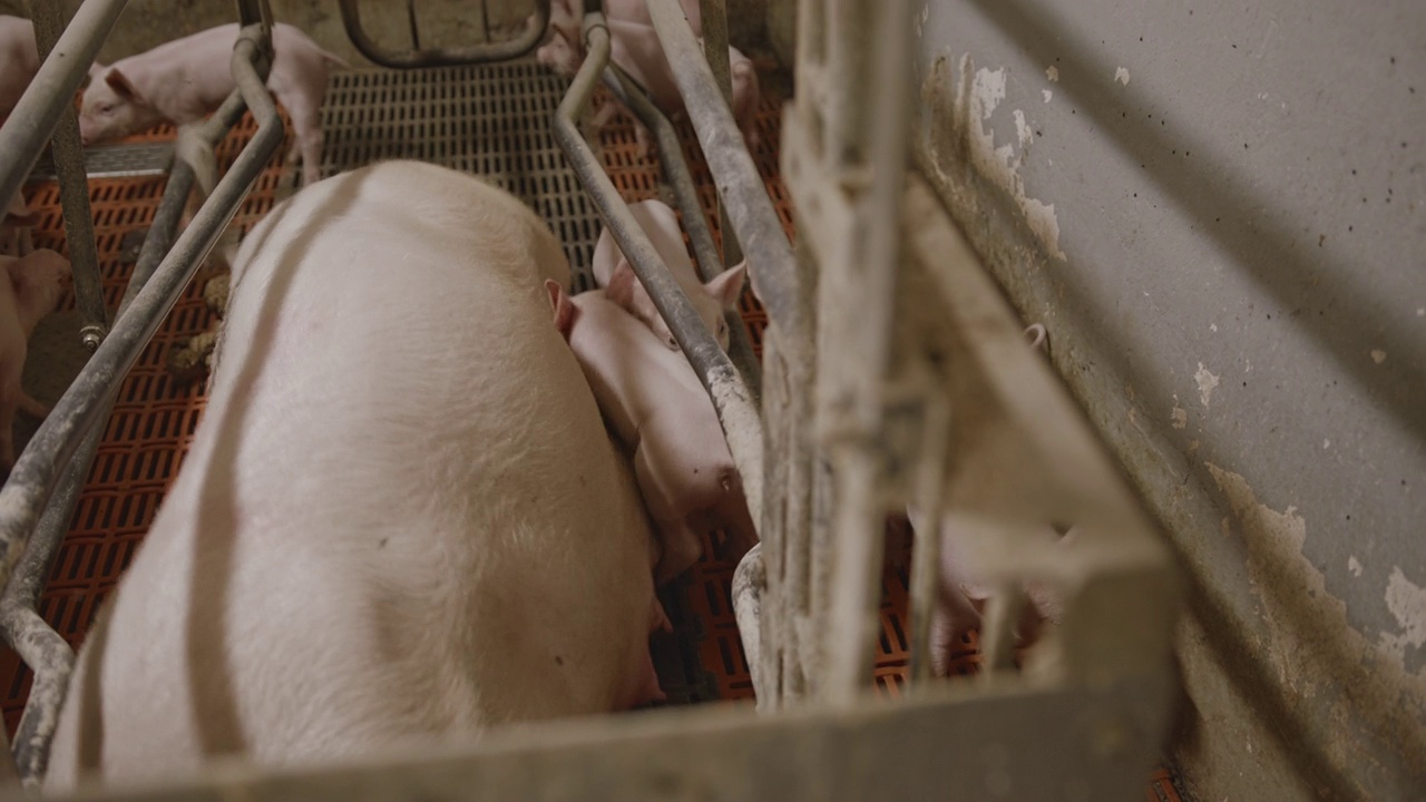 慢动作，手持镜头，母猪在喂养完一大群小猪仔后站起来视频素材