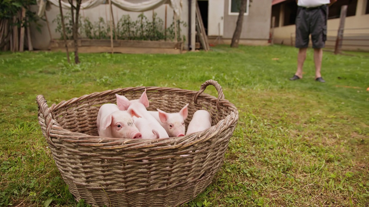 绕着轨道，一起玩耍的小猪仔，被放进一个编织的篮子里视频素材