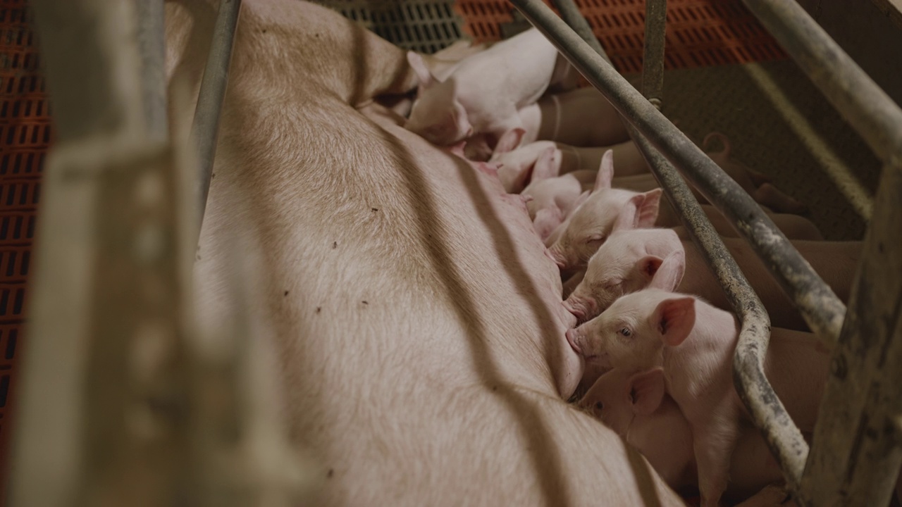 慢动作，手持镜头的母猪喂养一大群小猪仔，吮吸牛奶视频素材