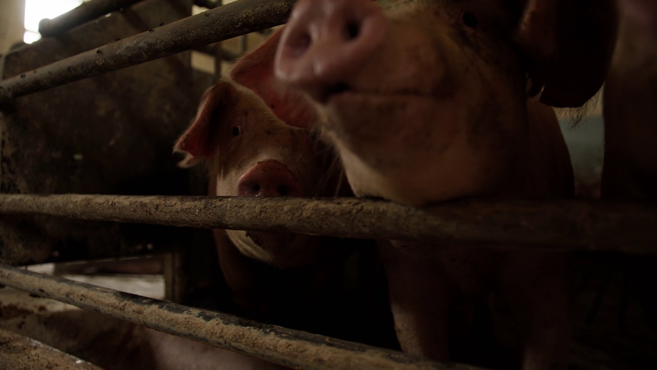 特写猪与他们的鼻子通过围栏圈养建筑视频素材