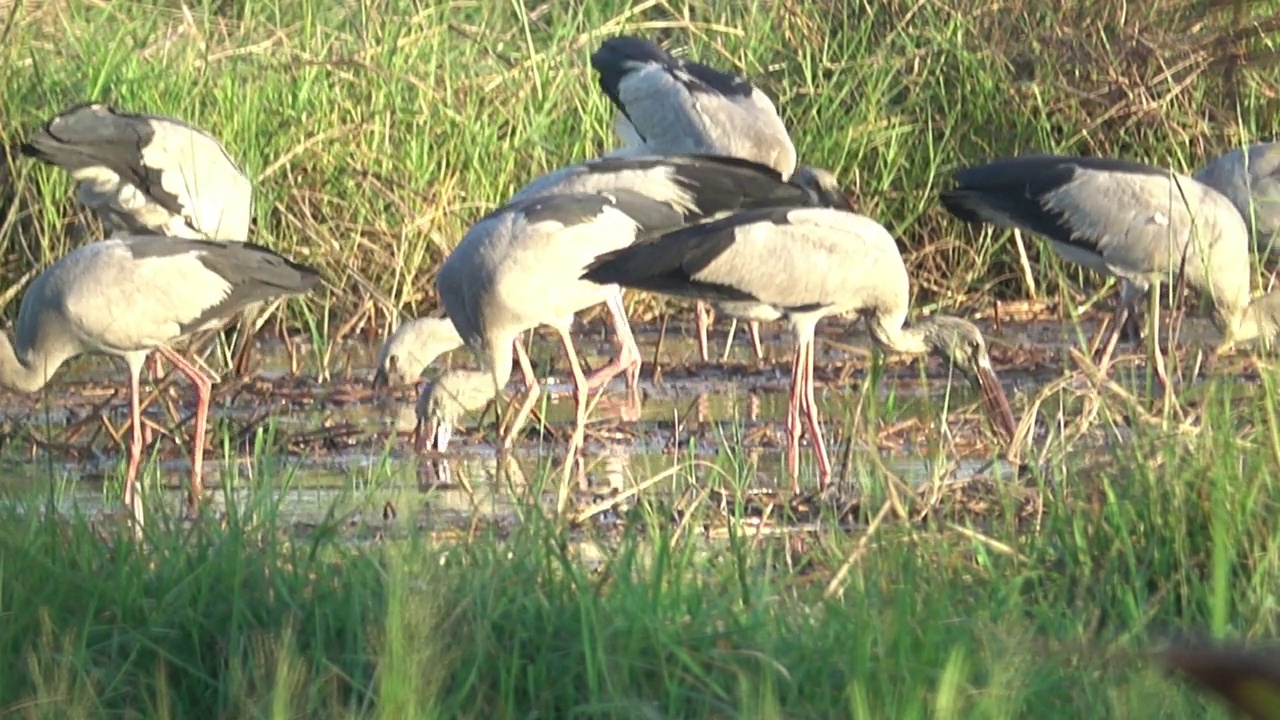 一群鸟在湿地里觅食。视频下载