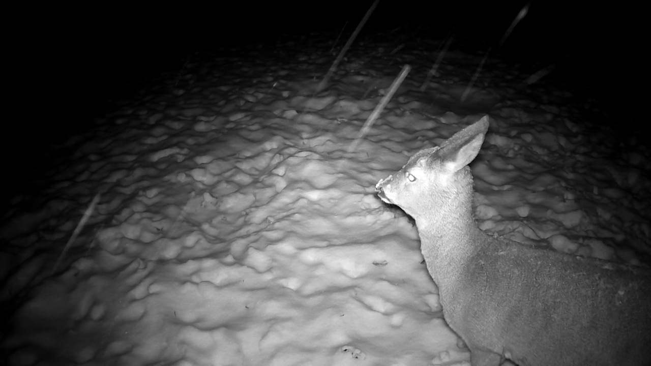 狍子在夜雪上踩雪。动物夜生活视频素材
