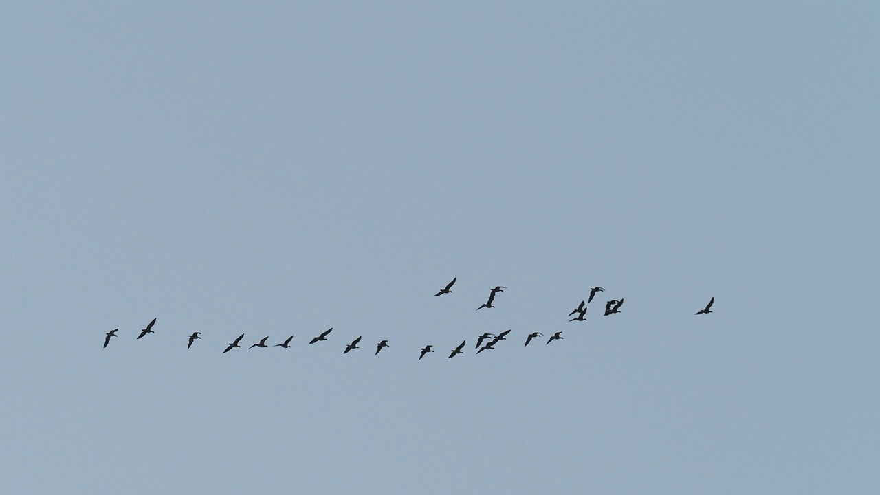 一缕粉脚鹅;英国湖区安布尔赛德上空的安塞尔短鼻龙。视频下载