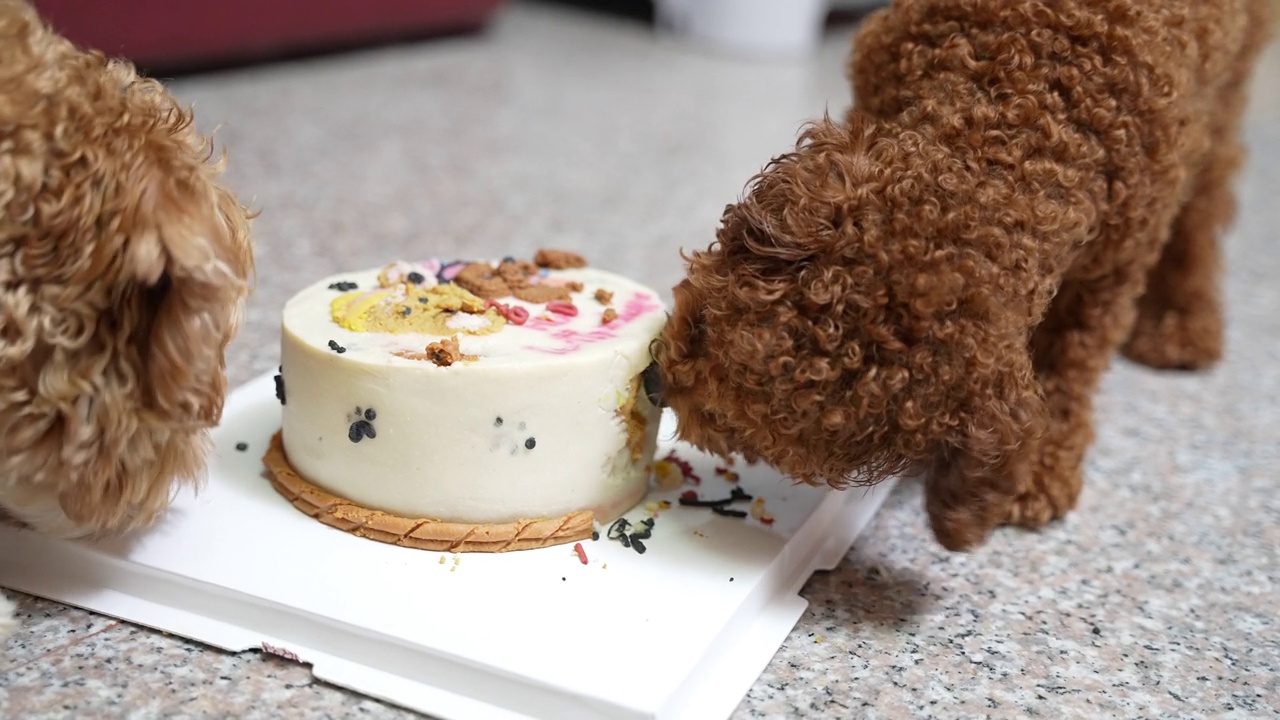 小玩具卷毛狗和麦蒂布狗在家里吃生日蛋糕视频素材