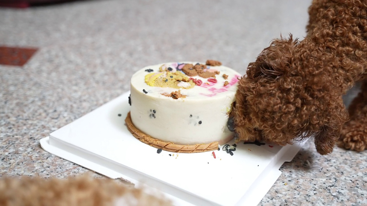 小玩具卷毛狗喜欢在家里吃生日蛋糕视频素材