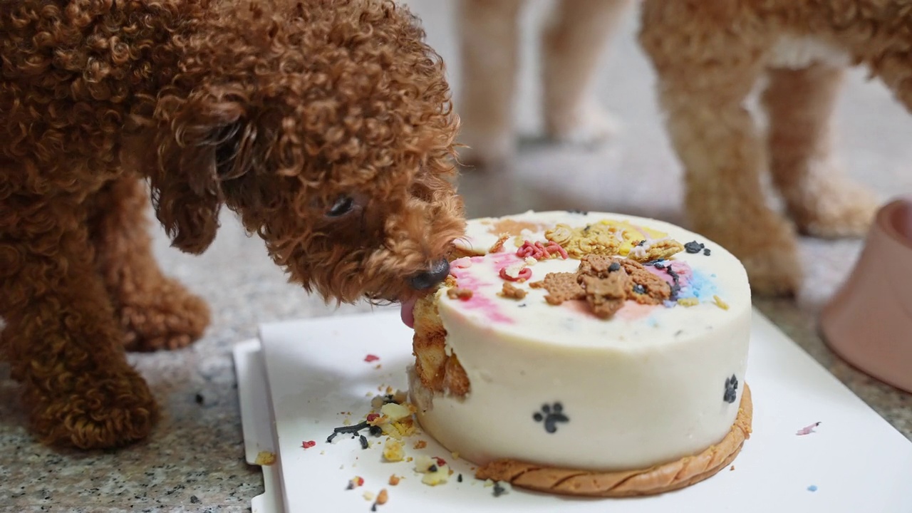 小玩具卷毛狗和麦蒂布狗在家里吃生日蛋糕视频素材