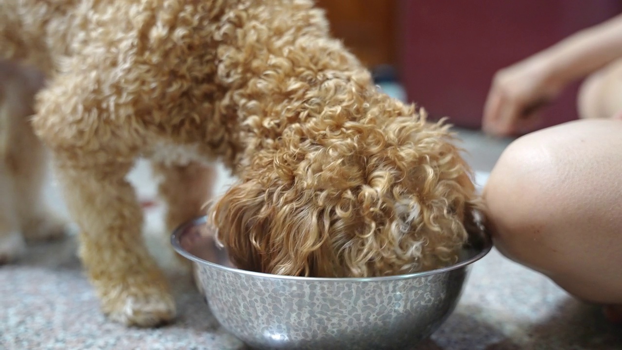 小Maltipoo小狗喜欢在家里吃狗碗里的食物视频素材