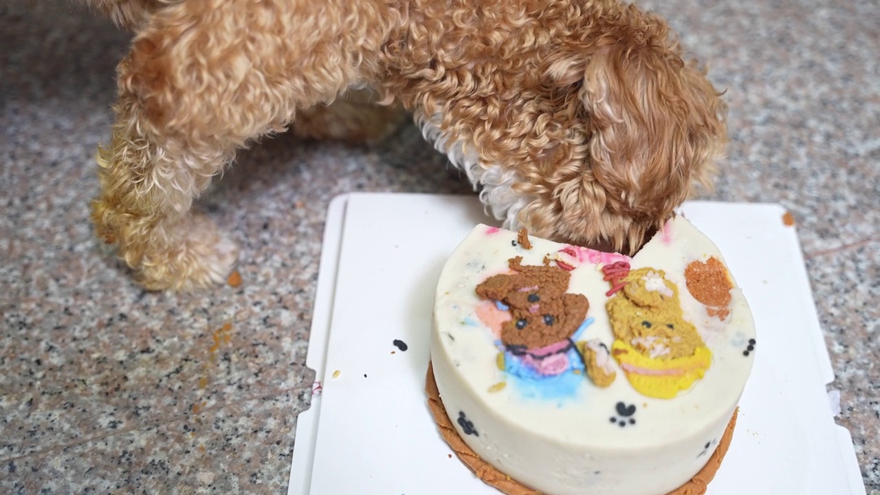 小狗喜欢在家里吃生日蛋糕视频素材