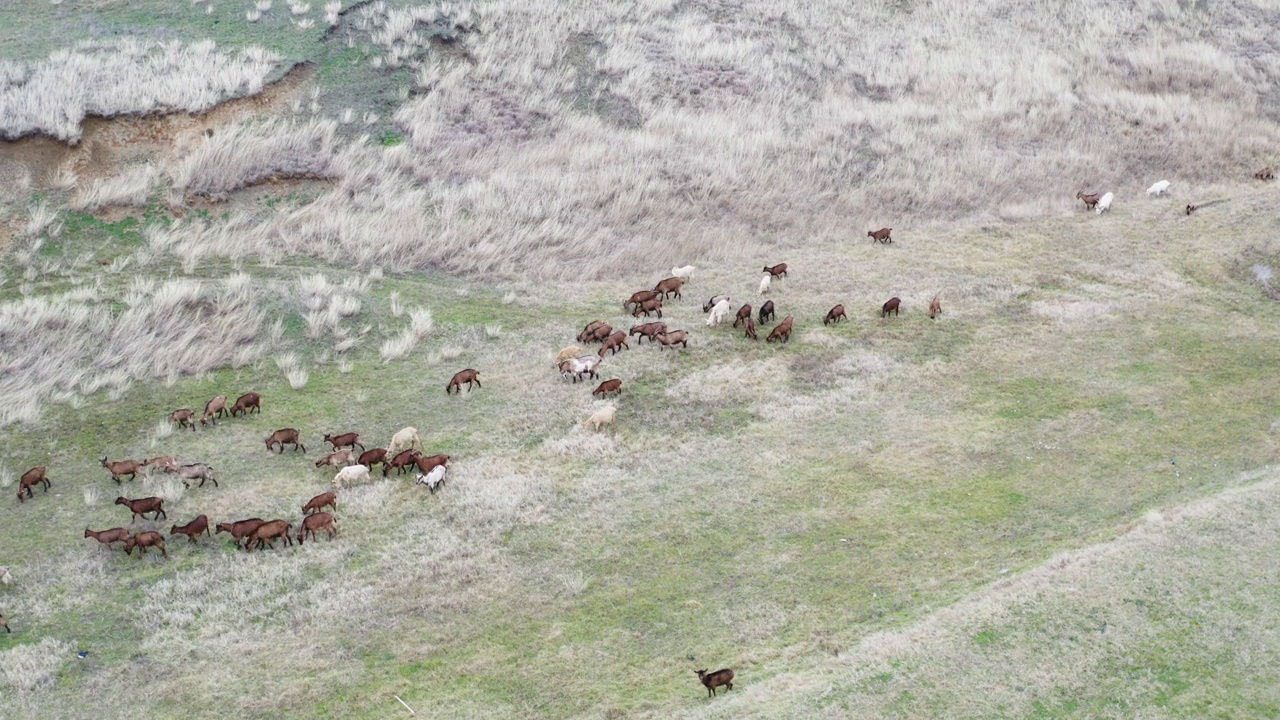 一群山羊在田野里吃草视频素材