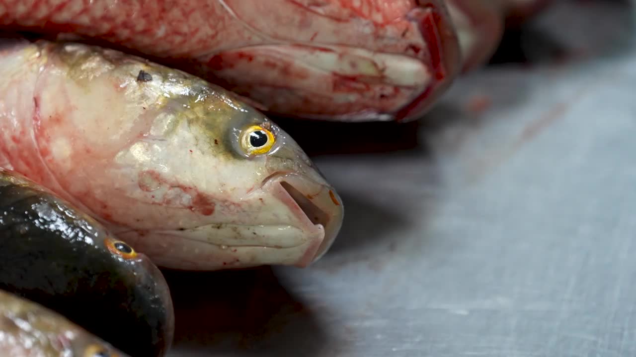 鱼店柜台上的佩林加斯鱼视频下载