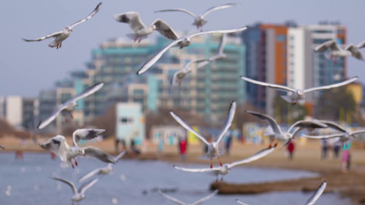 白色的海鸥在镜头前飞翔。背景是城市建筑和游客的剪影视频下载