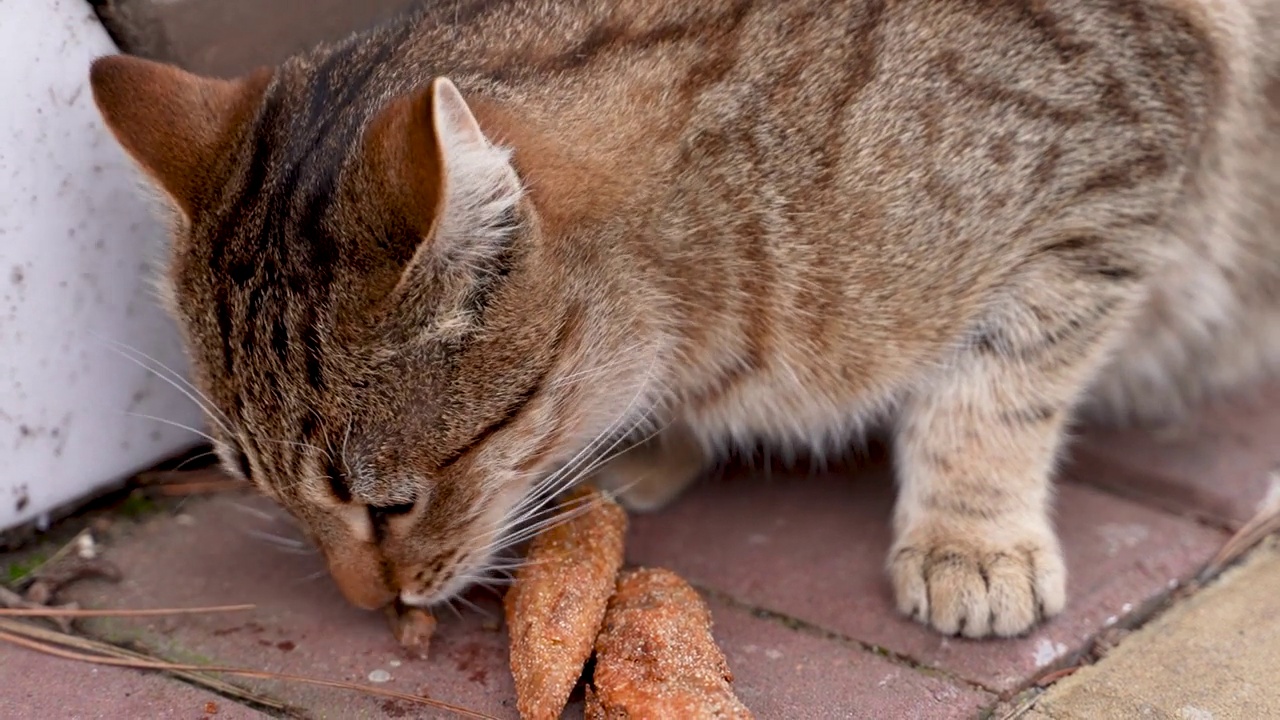 可爱的饿猫。红猫吃鱼视频下载