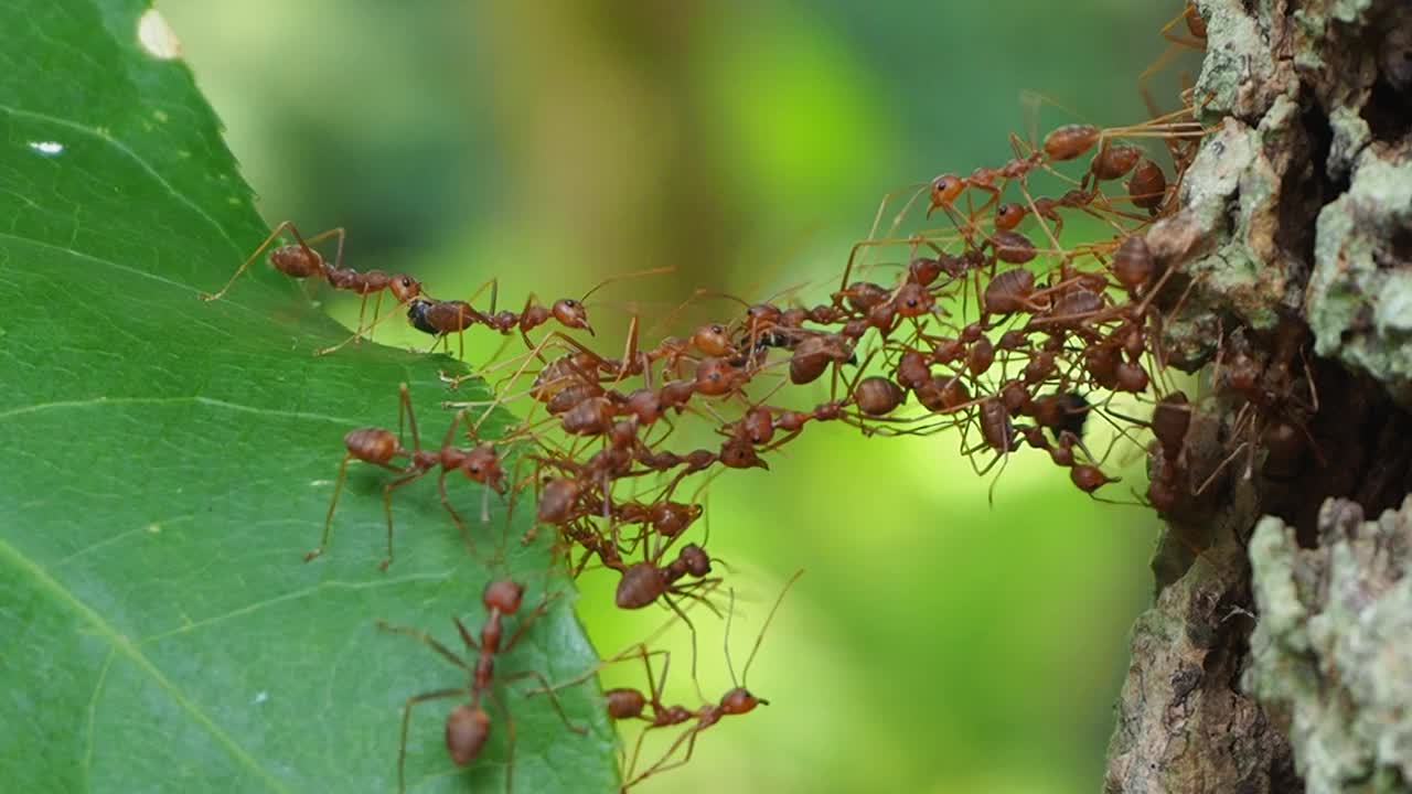 红蚂蚁以团队合作的力量理念建设家园视频素材