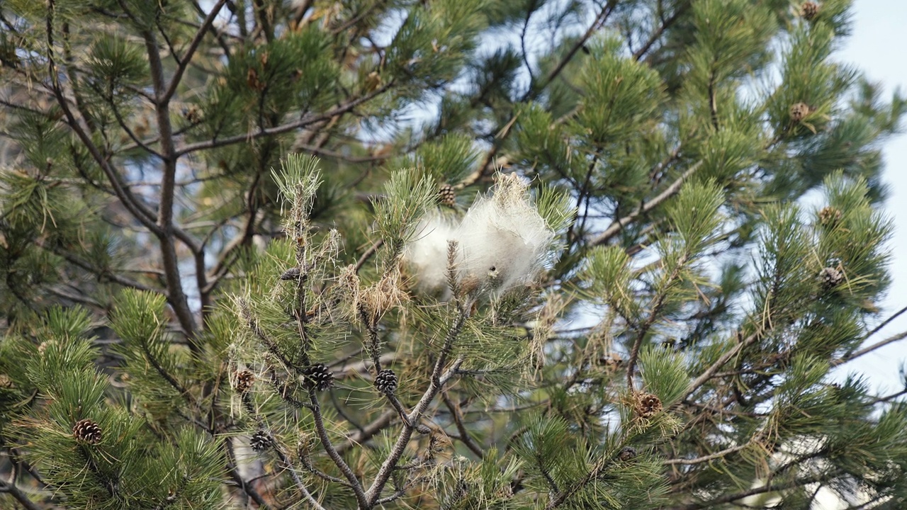 加尔达湖边一棵树上白色的幼虫茧。视频下载