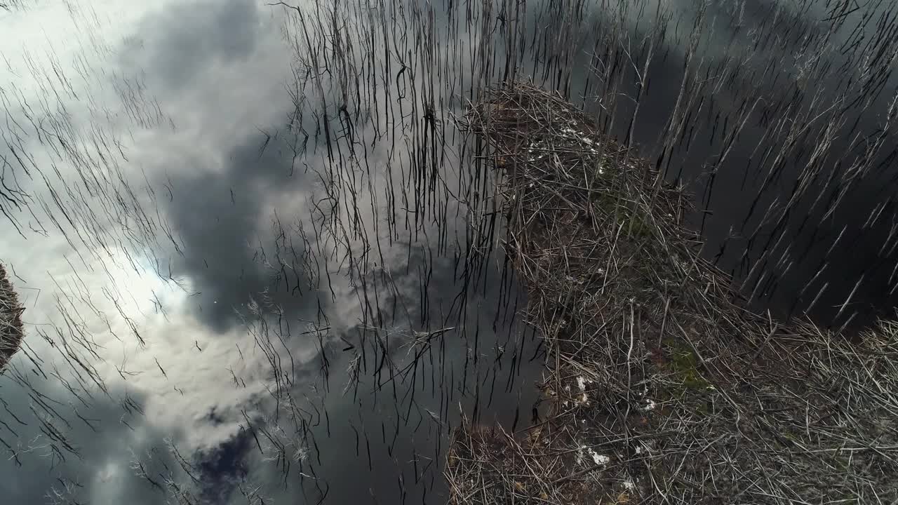 死树淹没在平静的湖水中，倒影着天空视频素材