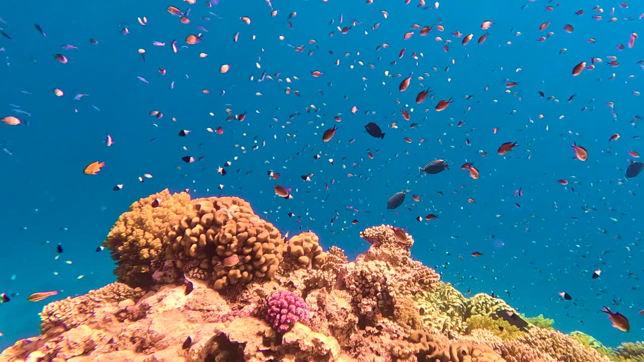 海底世界迷人的美丽，有五颜六色的植物和不同种类的鱼视频下载