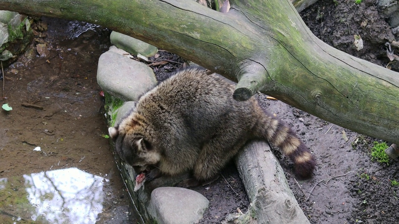 一只浣熊在小溪边吃早餐，爪子里抓着食物视频下载