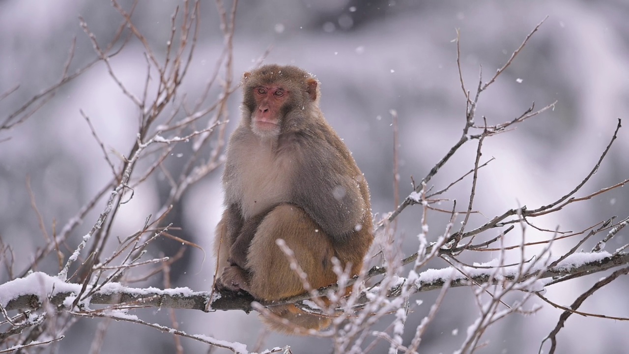 《降雪》中的恒河猴视频下载