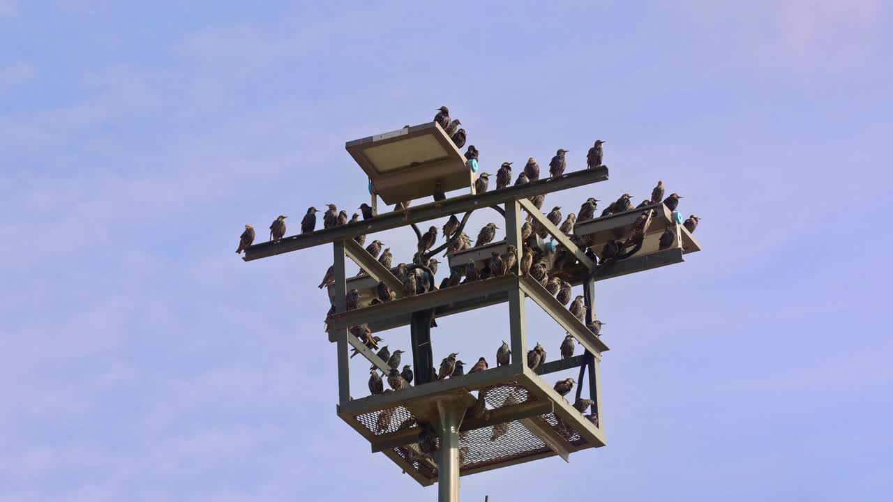 椋鸟栖息在灯柱上视频素材