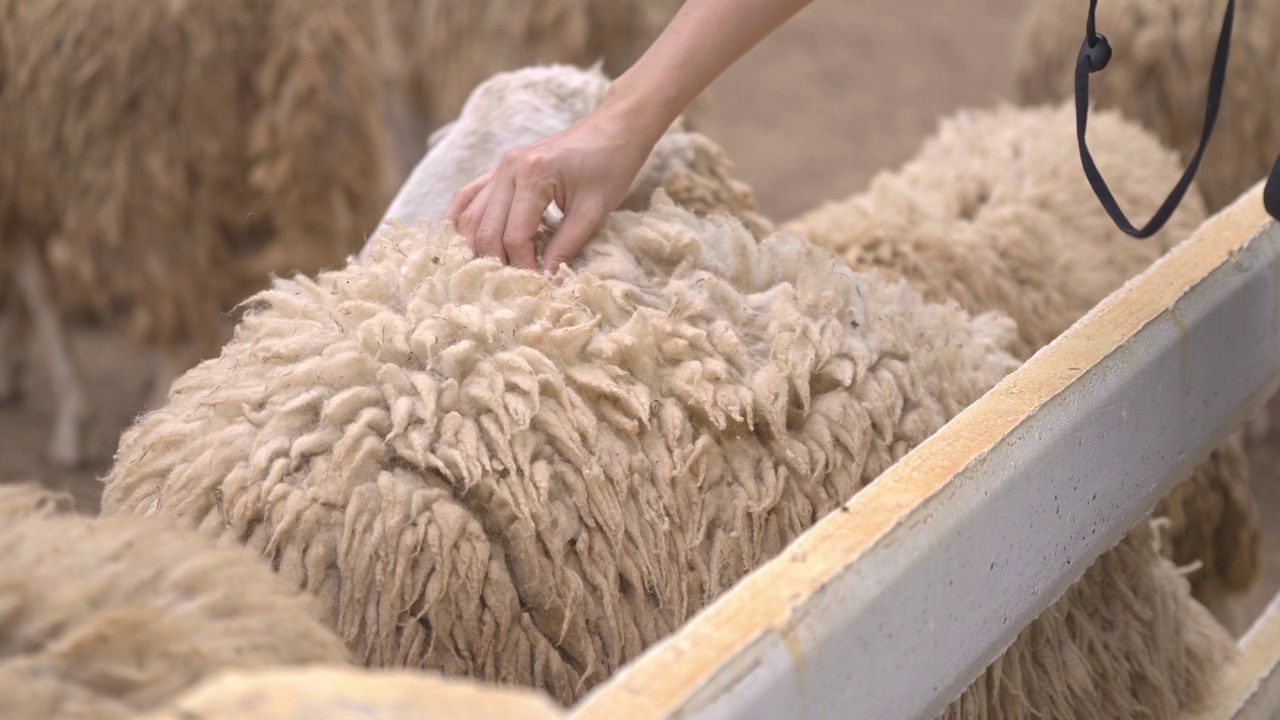 农民对绵羊健康和质量的检查。视频下载