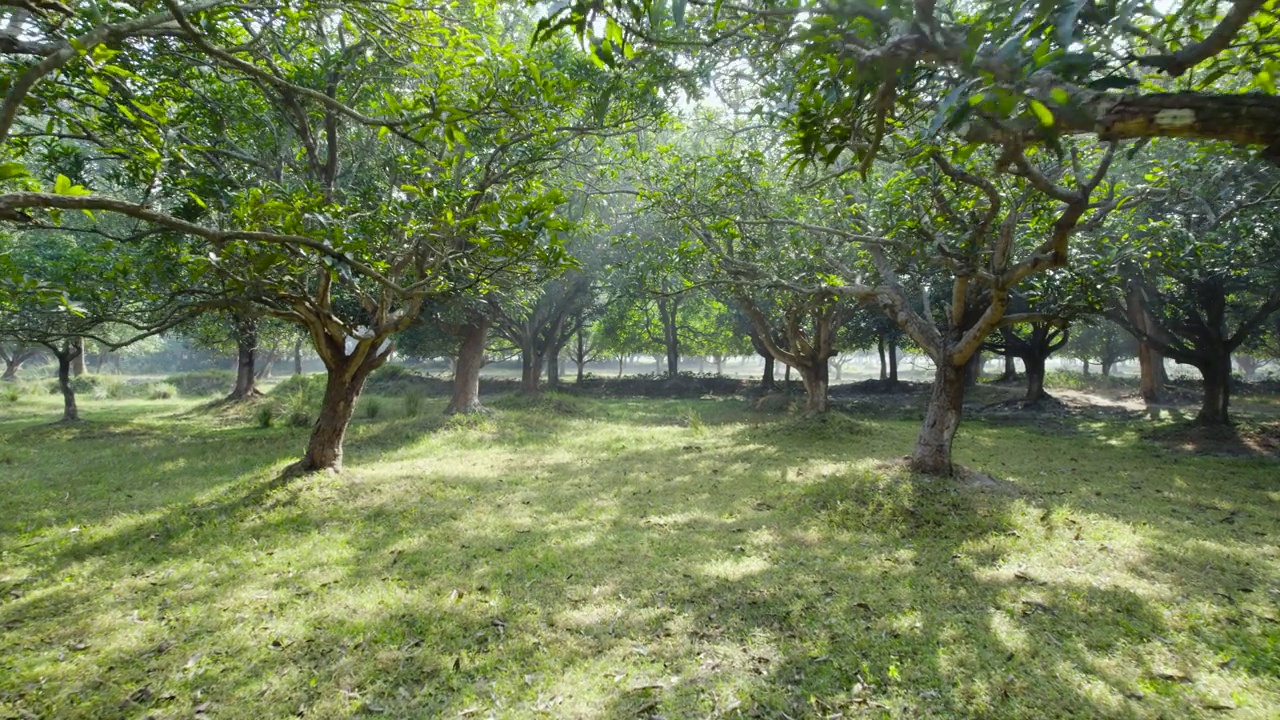 鸟瞰芒果树种植园，绿色和有机果园视频素材