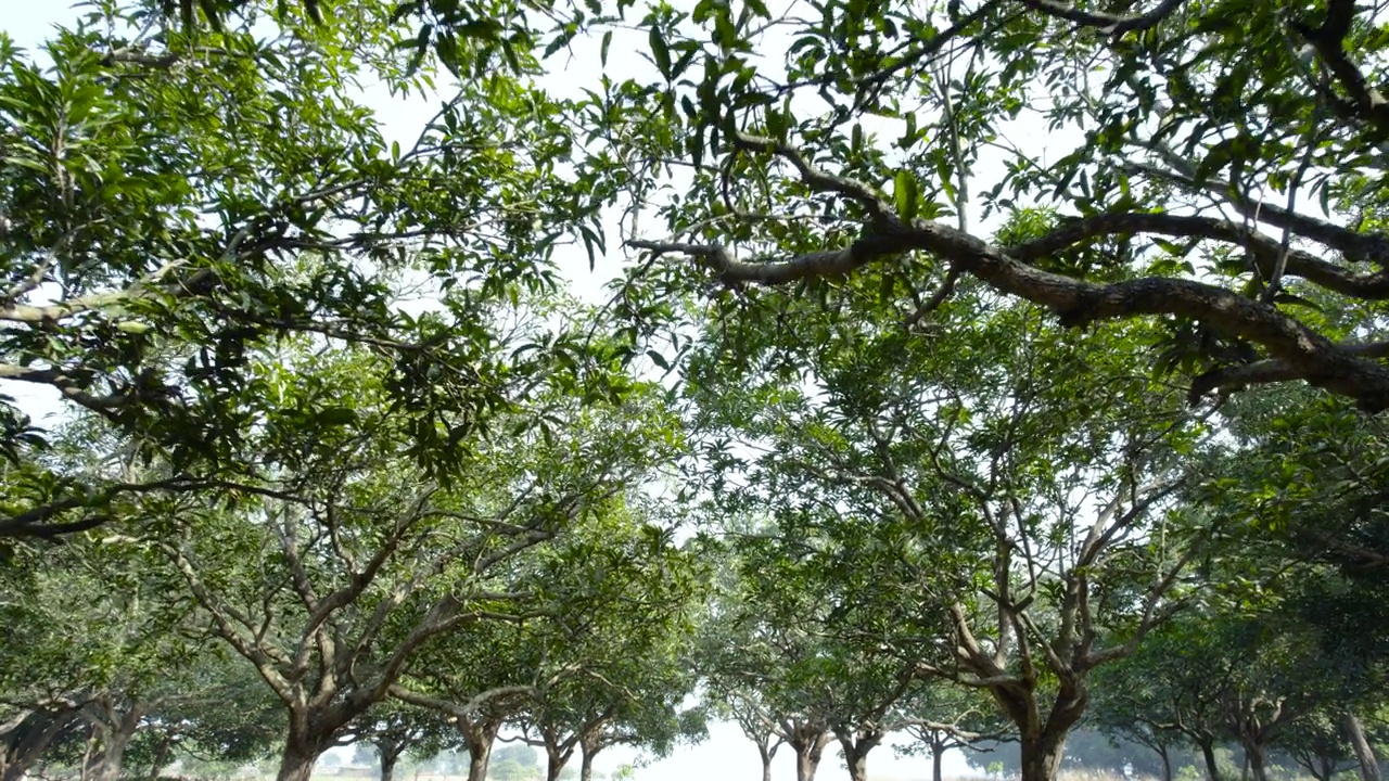 鸟瞰芒果树种植园，绿色和有机果园视频素材