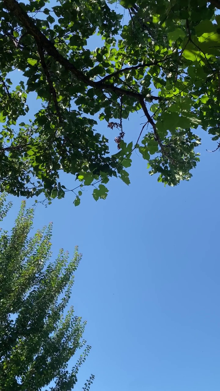 蓝天，风吹树顶的树枝，树叶视频素材