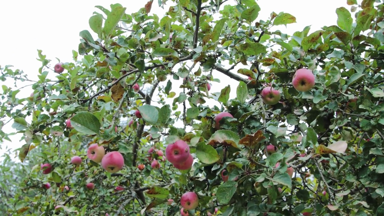 在果园里，用水果采摘机从树上摘苹果。秋收在乡下。视频素材