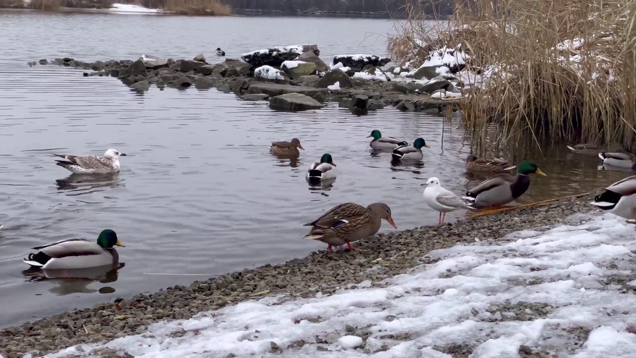 定期拍摄湖岸和水面上的鸭子和野鸭视频下载