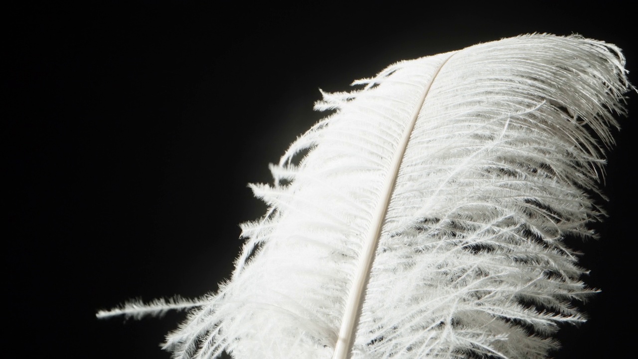 黑色背景上，一根巨大的白色羽毛在风中摇摆。幻灯片视频下载