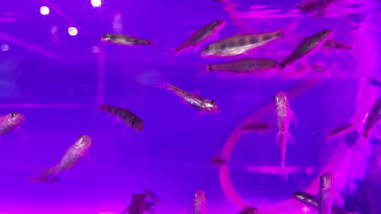 鱼在鱼缸里游泳。透明的水和美丽的鱼。鱼的背景视频下载