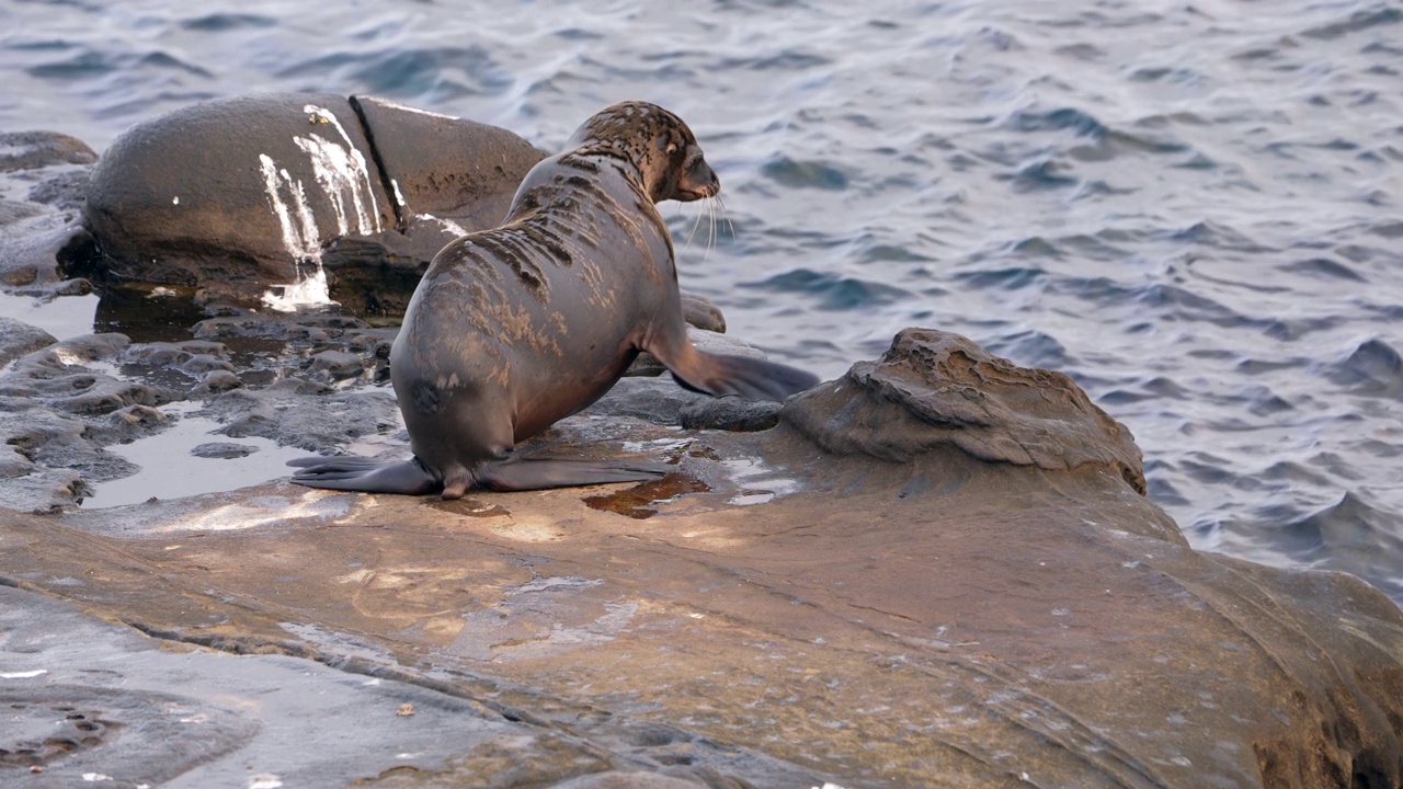 超慢镜头4K 120fps野生动物:美国圣地亚哥拉霍亚悬崖上的海狮视频下载