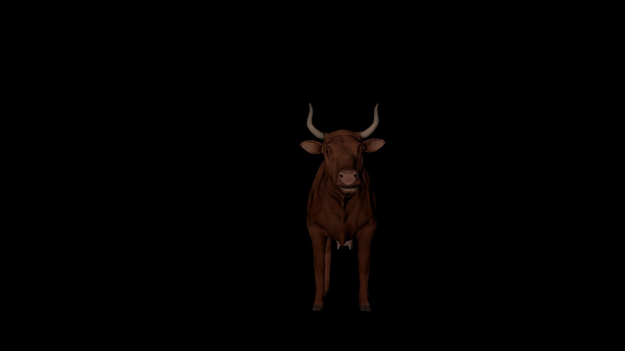 棕色的牛吃从前面看视频素材
