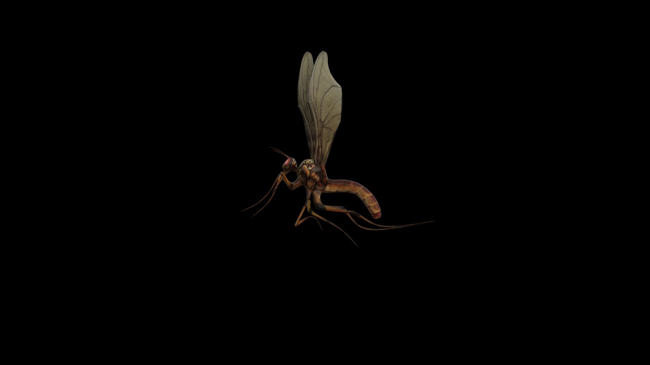 蚊子飞和死亡动画透明(alpha)背景视频下载