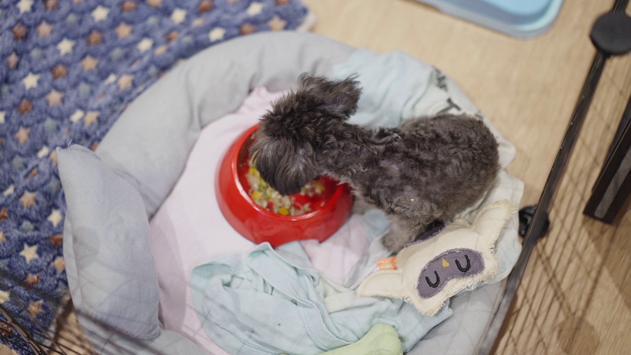 小银色玩具卷毛狗吃食物在狗碗在家里视频素材